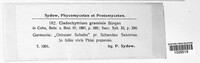 Physoderma graminis image